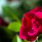 Red Rose (2)