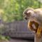 Squirrel Monkey (4)