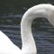 Swan (2)(18-10-2006)