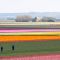 Tulip Fields (3)