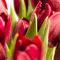 Tulips (11)