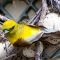 Yellow Bird(01-05-2020)